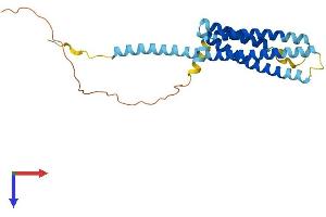 MS4A2 Protein (AA 1-244) (His tag)
