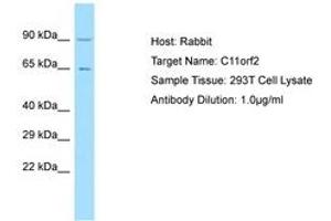 Image no. 1 for anti-Vacuolar Protein Sorting 51 Homolog (VPS51) (AA 632-681) antibody (ABIN6750161) (VPS51 Antikörper  (AA 632-681))
