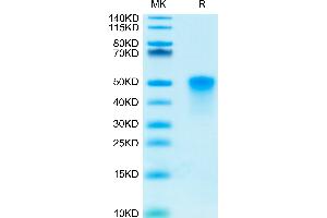 Human OX40 on Tris-Bis PAGE under reduced condition. (TNFRSF4 Protein (AA 29-216) (His-Avi Tag))