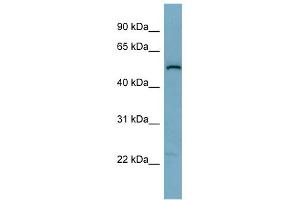 WB Suggested Anti-C1orf142 Antibody Titration: 0. (SNAP47 Antikörper  (Middle Region))