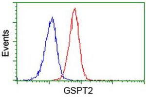 Image no. 3 for anti-G1 To S Phase Transition 2 (GSPT2) antibody (ABIN1498537) (GSPT2 Antikörper)