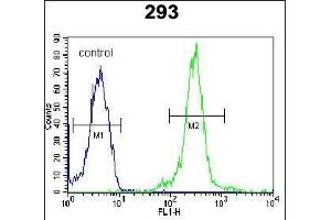 LOC552889 Antibody (Center) (ABIN654014 and ABIN2843940) flow cytometric analysis of 293 cells (right histogram) compared to a negative control cell (left histogram). (ATXN7L3B Antikörper  (AA 32-62))