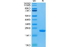 SDS-PAGE (SDS) image for Interleukin 1, beta (IL1B) (AA 117-269) protein (His-Avi Tag) (ABIN7274882)