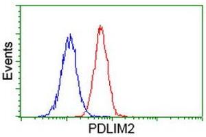 Image no. 1 for anti-PDZ and LIM Domain 2 (PDLIM2) antibody (ABIN1500124) (PDLIM2 Antikörper)