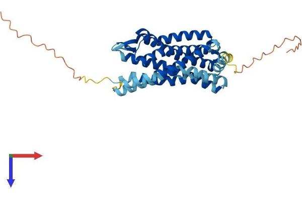 CCR3 Protein (AA 1-359) (His tag)