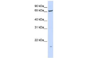 PIGT antibody used at 1 ug/ml to detect target protein. (Prolipoprotein Diacylglyceryl Transferase Antikörper  (N-Term))