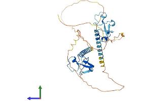 AlphaFold protein structure predicition of Mouse Recombinant Mbnl2 Protein, UniprotID Q8C181 (MBNL2 Protein (AA 1-373) (His tag))