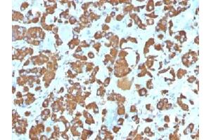 IHC testing of FFPE human pituitary gland with Growth Hormone antibody (clone SPM106). (Pituitary Growth Hormone 20kDa (AA 58-187) Antikörper)