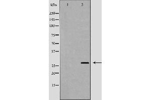 Western blot analysis of extracts of SH-SY5Y  , using BDNF antibody. (BDNF Antikörper  (Internal Region))