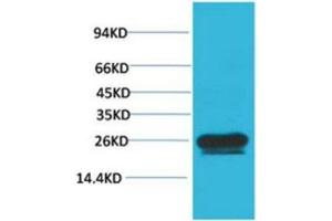 Western Blot (WB) analysis of HeLa with HSP27 Mouse Monoclonal Antibody diluted at 1:2000. (Cyclin B1 Antikörper)