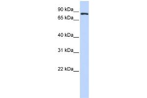 WB Suggested Anti-TFR2 Antibody Titration:  0. (Transferrin Receptor 2 Antikörper  (Middle Region))