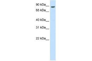 BRF1 antibody used at 0. (BRF1 Antikörper  (C-Term))
