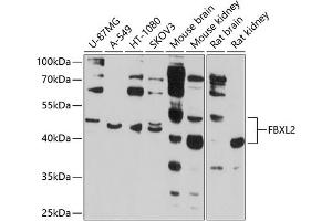 Western blot analysis of extracts of various cell lines, using FBXL2 antibody (ABIN6130377, ABIN6140508, ABIN6140509 and ABIN6214495) at 1:1000 dilution. (FBXL2 Antikörper  (AA 120-240))