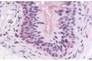 Anti-GPR64 antibody IHC staining of human epididymis. (Adhesion G-Protein Coupled Receptor G2 (ADGRG2) (C-Term) Antikörper)