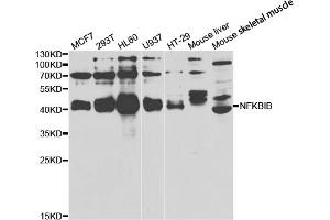 Western blot analysis of extracts of various cell lines, using NFKBIB antibody (ABIN5973399) at 1/1000 dilution. (NFKBIB Antikörper)