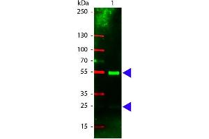 Western Blot of Rhodamine conjugated Rabbit anti-Swine IgG antibody. (Kaninchen anti-Schwein IgG (Heavy & Light Chain) Antikörper (TRITC) - Preadsorbed)