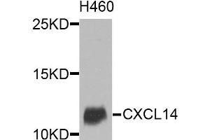 Western blot analysis of extracts of various cells, using CXCL14 antibody. (CXCL14 Antikörper)