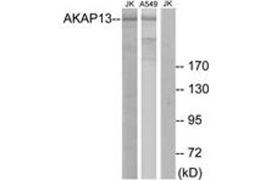 Western Blotting (WB) image for anti-A Kinase (PRKA) Anchor Protein 13 (AKAP13) (AA 721-770) antibody (ABIN2889562) (AKAP13 Antikörper  (AA 721-770))