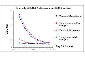 Image no. 1 for anti-Phosphothreonine antibody (ABIN346959) (Phosphothreonine Antikörper)