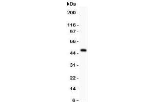 Western Blotting (WB) image for anti-Purinergic Receptor P2X, Ligand-Gated Ion Channel, 5 (P2RX5) (AA 333-422) antibody (ABIN3032411)