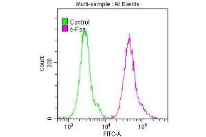 Overlay histogram showing Hela cells stained with ABIN7127496 (red line) at 1:50. (Rekombinanter c-FOS Antikörper)
