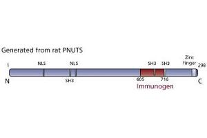 Image no. 3 for anti-Protein Phosphatase 1, Regulatory (Inhibitor) Subunit 10 (PPP1R10) (AA 605-716) antibody (ABIN968349) (PPP1R10 Antikörper  (AA 605-716))