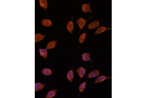 Immunofluorescence (IF) image for anti-Importin 8 (IPO8) (AA 878-1037) antibody (ABIN7267859)