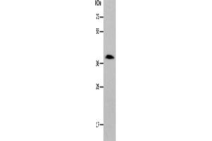 Western Blotting (WB) image for anti-Par-6 Partitioning Defective 6 Homolog alpha (PARD6A) antibody (ABIN2426327) (PARD6A Antikörper)