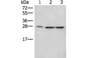 Western blot analysis of A172 LOVO and Hela cell lysates using SEC22B Polyclonal Antibody at dilution of 1:450 (SEC22B Antikörper)