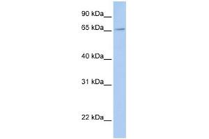WB Suggested Anti-FXR2 Antibody Titration:  0. (FXR2 Antikörper  (Middle Region))