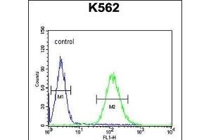 TEX9 Antibody (N-term) (ABIN654569 and ABIN2844274) flow cytometric analysis of K562 cells (right histogram) compared to a negative control cell (left histogram). (TEX9 Antikörper  (N-Term))