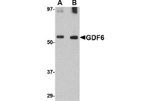 Western Blotting (WB) image for anti-Growth Differentiation Factor 6 (GDF6) (C-Term) antibody (ABIN1030411)