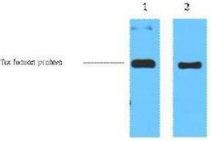 Western Blotting (WB) image for anti-Trx Tag antibody (ABIN3178571) (Trx Tag Antikörper)