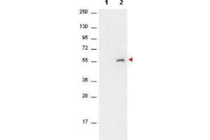 Western Blot of Mouse anti-AKT antibody. (AKT1 Antikörper  (pSer473))