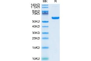 SDS-PAGE (SDS) image for SARS-CoV-2 Spike (RBD) protein (Fc Tag) (ABIN7274395)