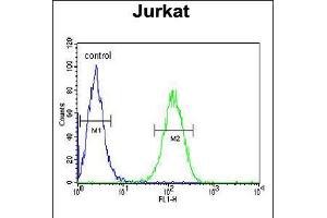 Flow cytometric analysis of Jurkat cells (right histogram) compared to a negative control cell (left histogram). (UTP6 Antikörper  (N-Term))