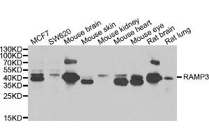Western blot analysis of extracts of various cell lines, using RAMP3 antibody (ABIN5974058) at 1/1000 dilution.