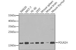 Western blot analysis of extracts of various cell lines using POLR2H Polyclonal Antibody at dilution of 1:1000. (POLR2H Antikörper)