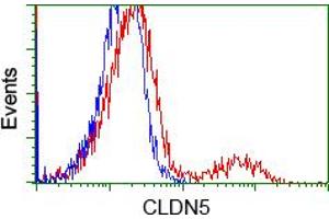 HEK293T cells transfected with either pCMV6-ENTRY CLDN5 (RC207122) (Red) or empty vector control plasmid (Blue) were immunostained with anti-CLDN5 mouse monoclonal (ABIN2452908), and then analyzed by flow cytometry. (Claudin 5 Antikörper)