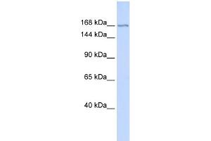 WB Suggested Anti-ZBTB40 Antibody Titration:  0. (ZBTB40 Antikörper  (Middle Region))