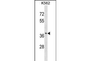SMUG1 Antibody (N-term) (ABIN1539380 and ABIN2849039) western blot analysis in K562 cell line lysates (35 μg/lane). (SMUG1 Antikörper  (N-Term))