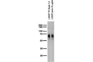 Adult rat brain membrane immunoblot.