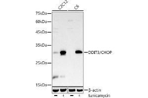 Western blot analysis of extracts of various cell lines, using DDIT3/CHOP antibody  at 1:1000 dilution. (DDIT3 Antikörper)