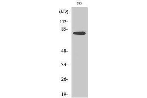 Western Blotting (WB) image for anti-Transforming, Acidic Coiled-Coil Containing Protein 3 (TACC3) (C-Term) antibody (ABIN3177599) (TACC3 Antikörper  (C-Term))