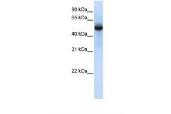 TRMT2B 抗体  (AA 36-85)