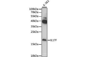 Western blot analysis of extracts of various cell lines, using IL17F antibody (ABIN6128141, ABIN6142320, ABIN6142321 and ABIN6222150) at 1:1000 dilution. (IL17F Antikörper  (AA 31-163))