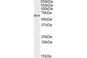 ABIN335168 (1µg/ml) staining of Human Hippocampus lysate (35µg protein in RIPA buffer). (SYT1 Antikörper  (Internal Region))