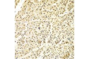 Immunohistochemistry (IHC) image for anti-Lamin A/C (LMNA) (AA 403-572) antibody (ABIN6213722) (Lamin A/C Antikörper  (AA 403-572))