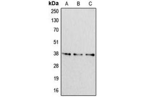 Western blot analysis of Apolipoprotein F expression in HeLa (A), NIH3T3 (B), H9C2 (C) whole cell lysates. (Apolipoprotein F Antikörper  (C-Term))