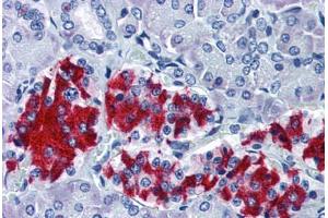 Human Pancreas (formalin-fixed, paraffin-embedded) stained with GNAI1 antibody ABIN337268 at 1:50 followed by biotinylated anti-mouse IgG secondary antibody ABIN481714, alkaline phosphatase-streptavidin and chromogen.